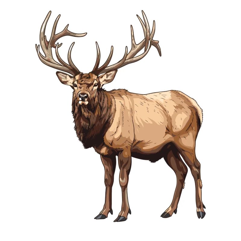 Moose Moose