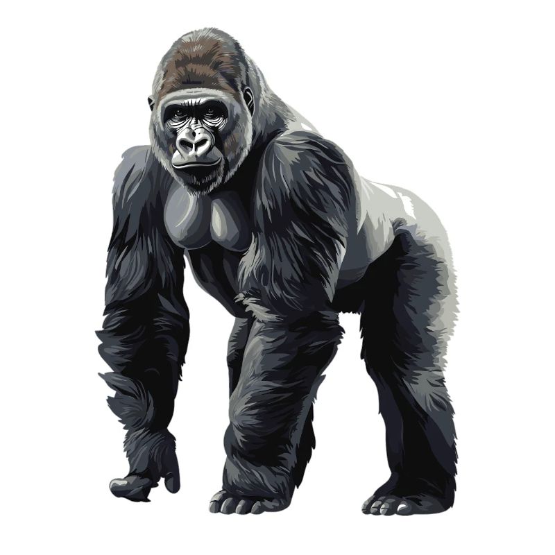 Mountain gorillas Mountain gorilla