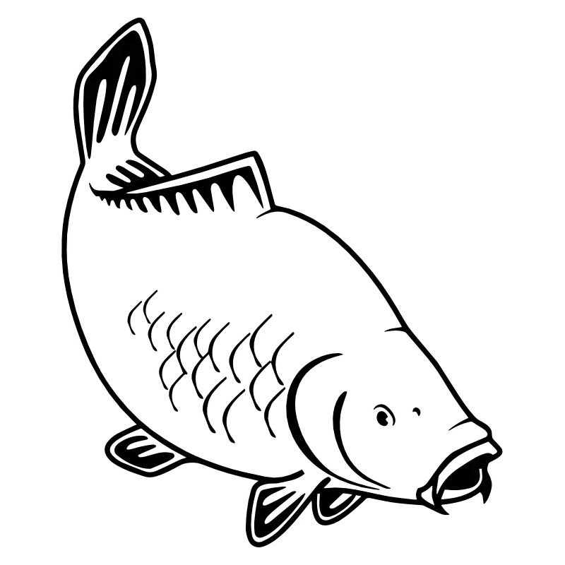 Carp