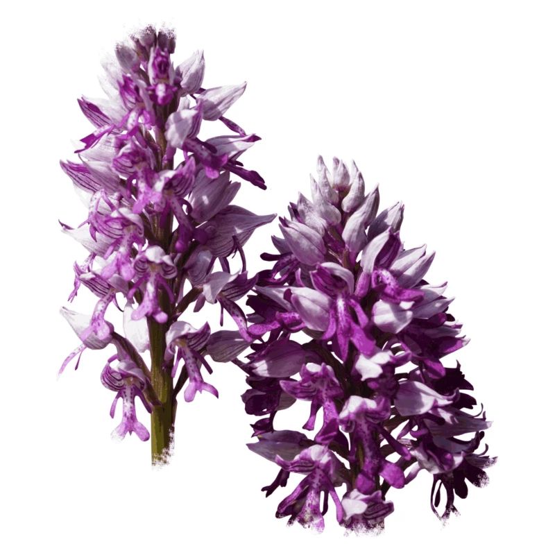 L'orchidée est une orchidée native