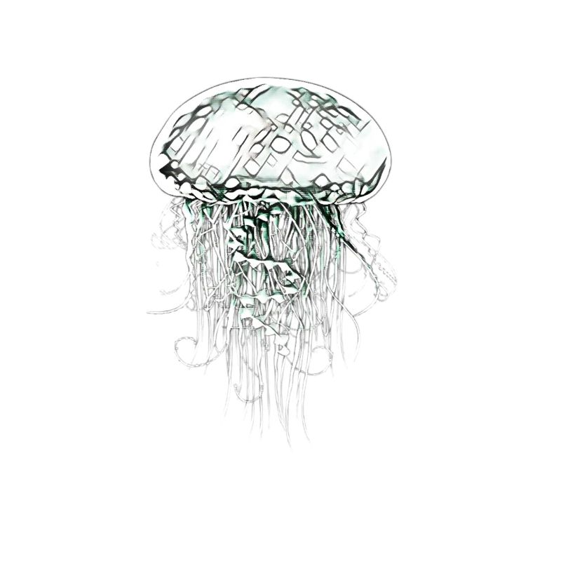 jellyfish