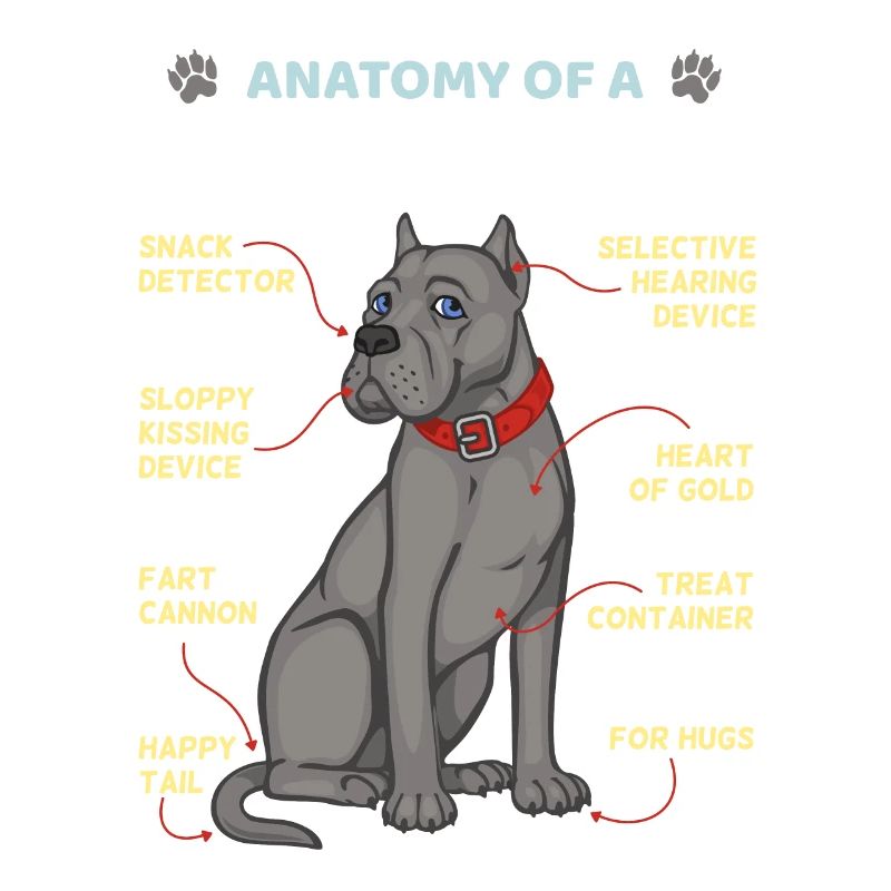 Anatomie d’un Cane Corso