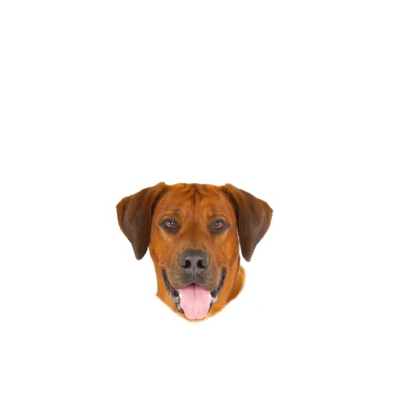Endlich stolzer Papa - Rhodesian Ridgeback