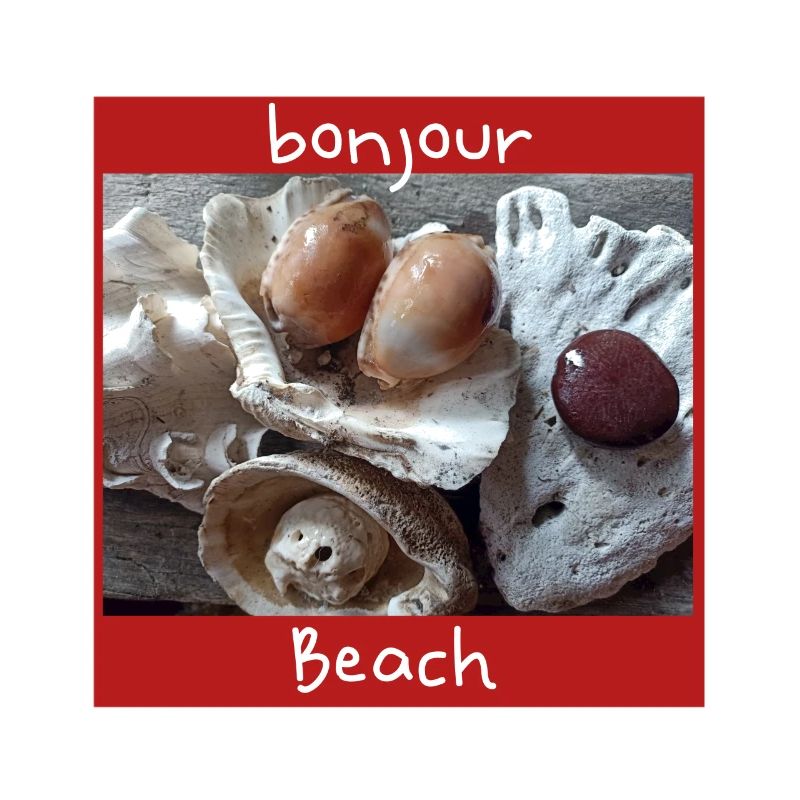 Shells Photo