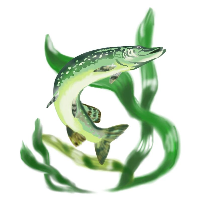 Pike