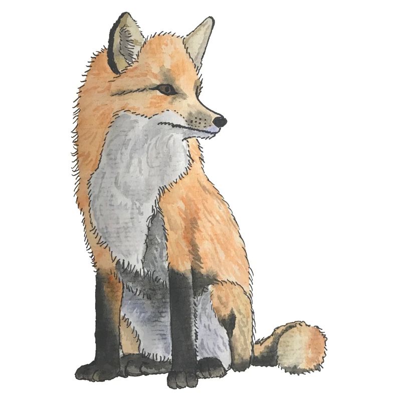 Red fox
