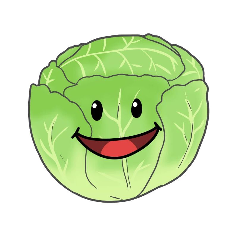White Cabbage Vegetable Cabbage Head Cabbage Food Vegan