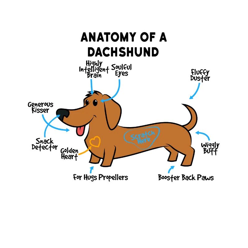 Anatomie Eines Dackel