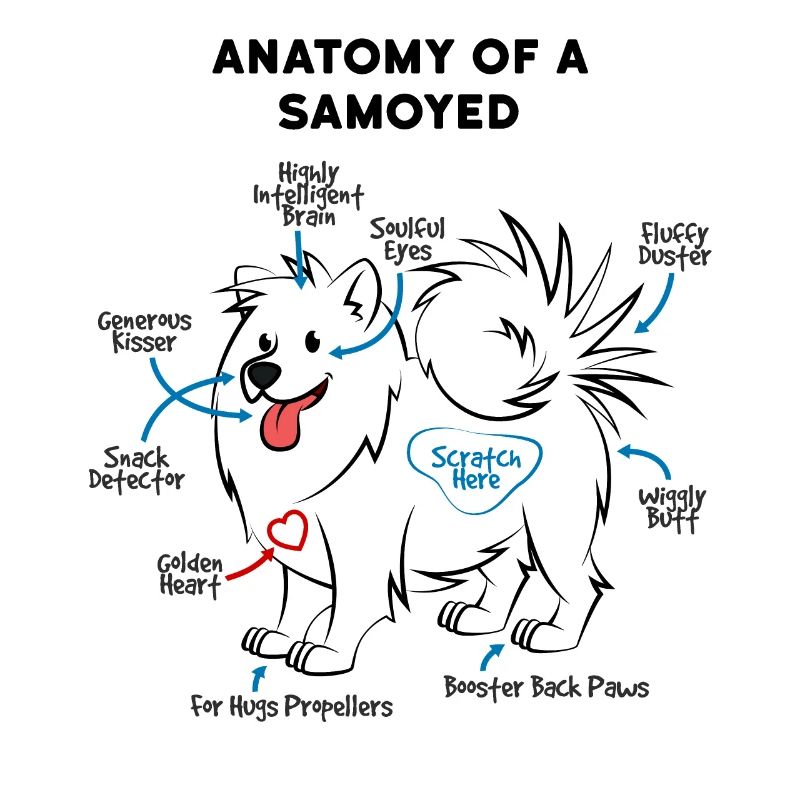 Anatomie Eines Samojede Hund