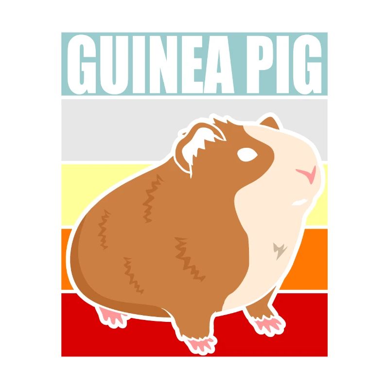 Cochon d'Inde