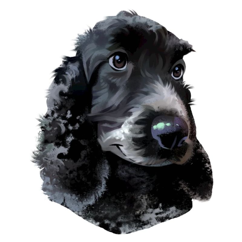 Chien Cocker Spaniel