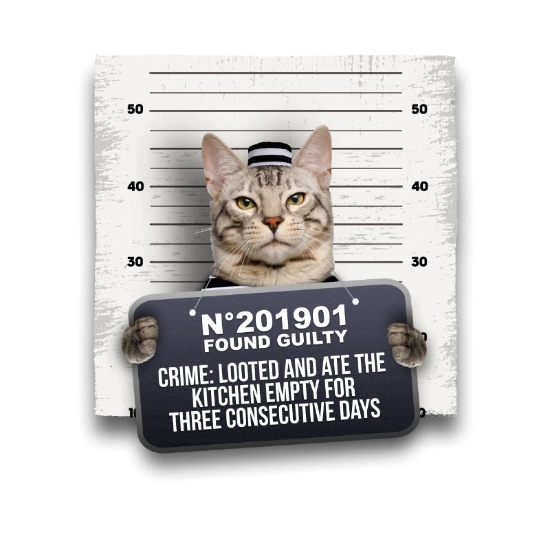 Criminal cat