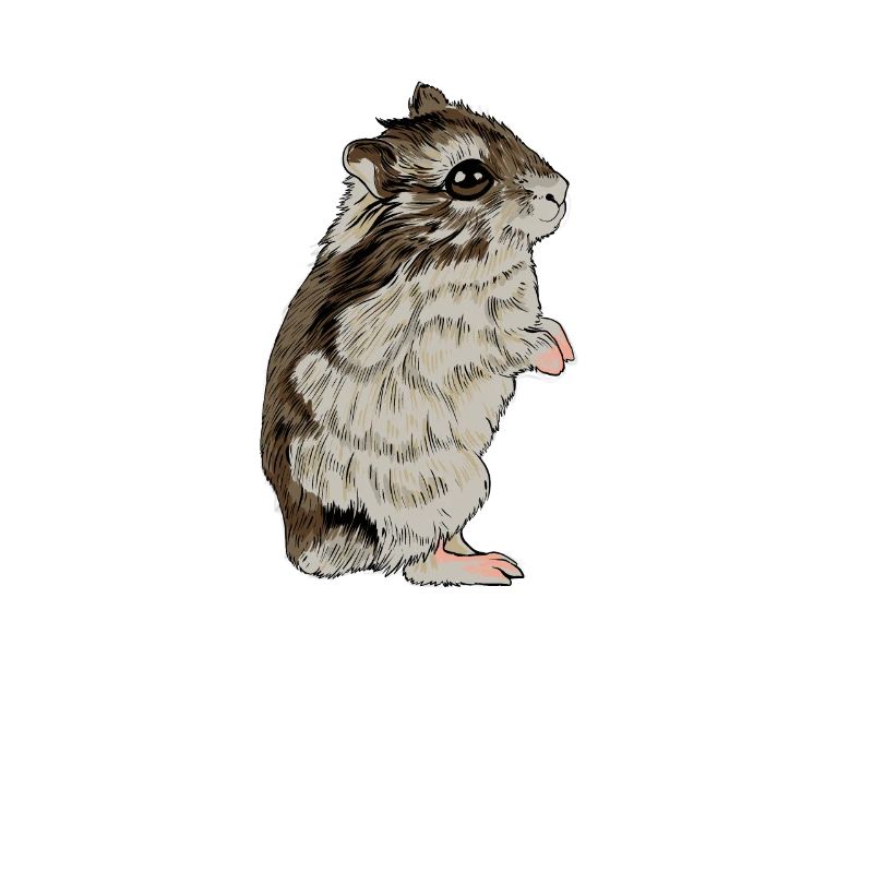Dzungarian dwarf hamster