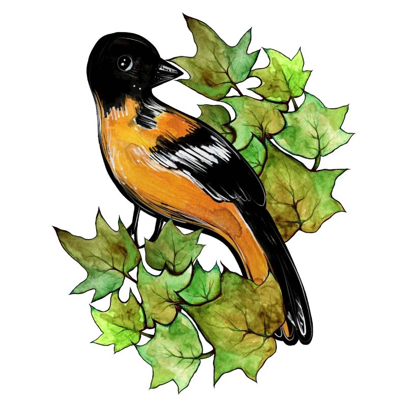 Baltimore Oriole