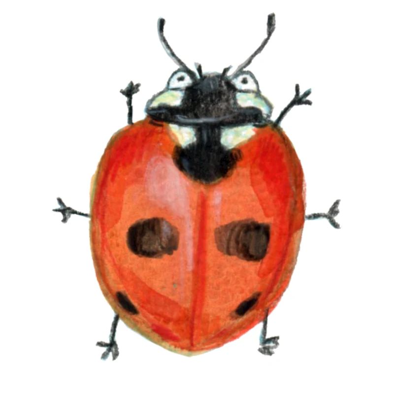five-point ladybird