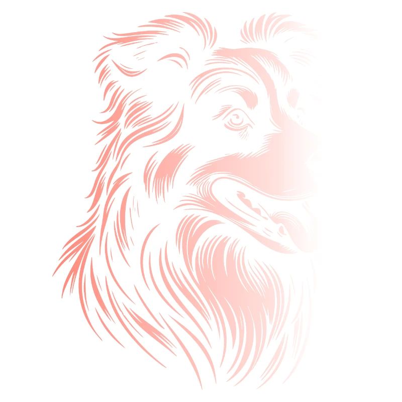 Australian Shepherd Traits 3 Gradient