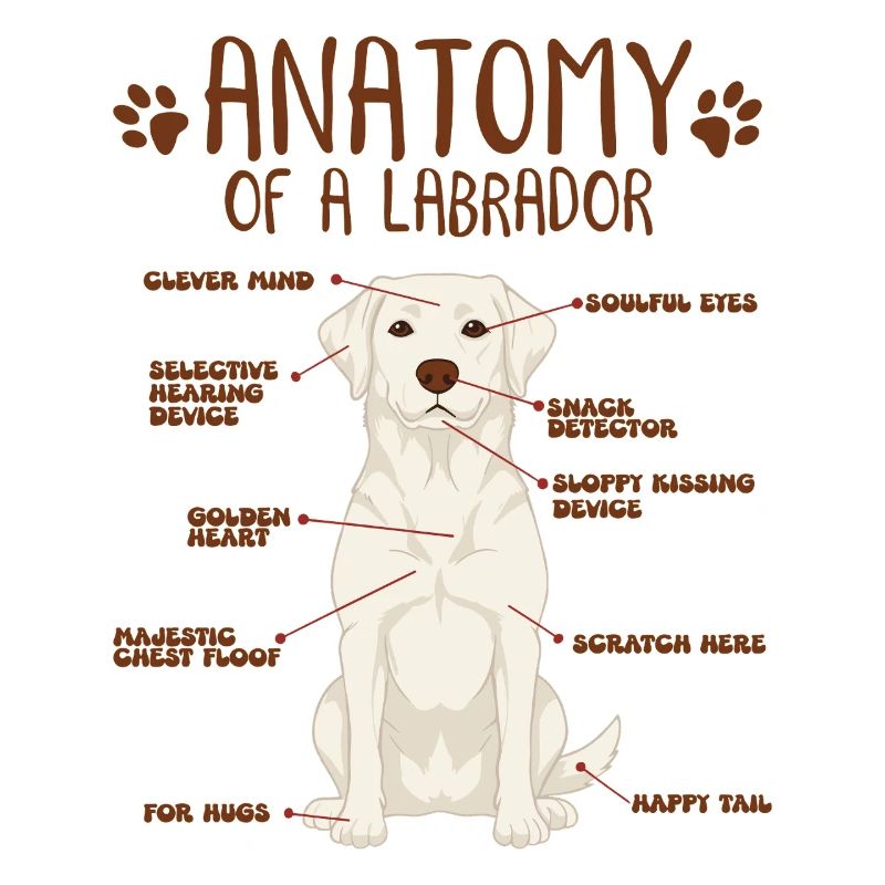 Anatomie d’un labrador blanc