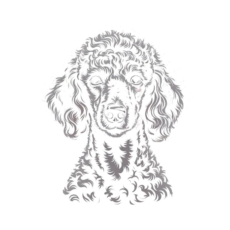 Poodle