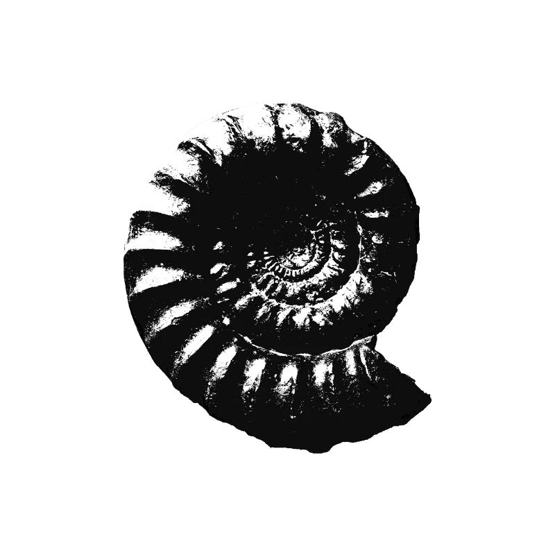 Fossil Geschenkidee Ammonit Urzeit Geschenk