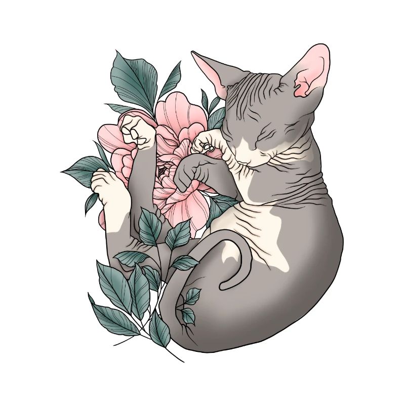 Shpynx Cat