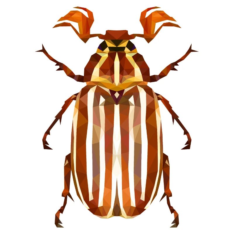 Coléoptère de la pastèque