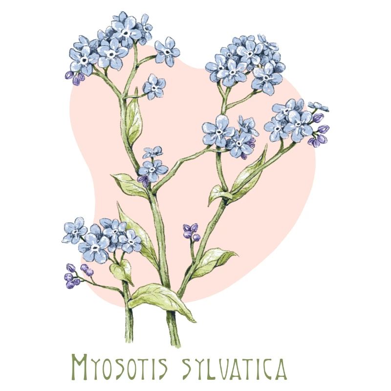 Forget-me-not botanical drawing