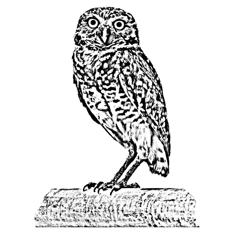 Die Eule