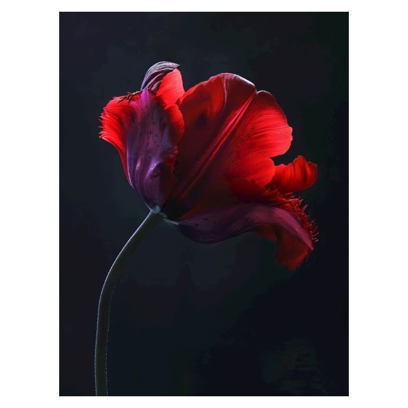 Affiche Red Beauty 2