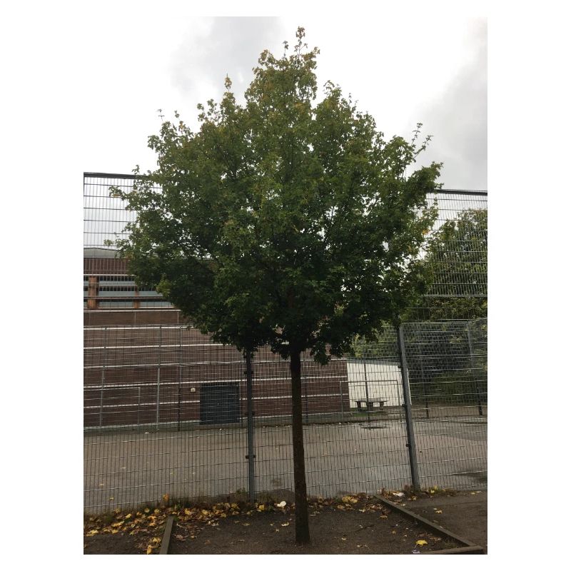 A Tree