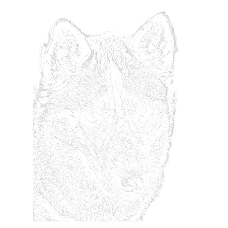 Wolf View Line Drawing Print Design Husky