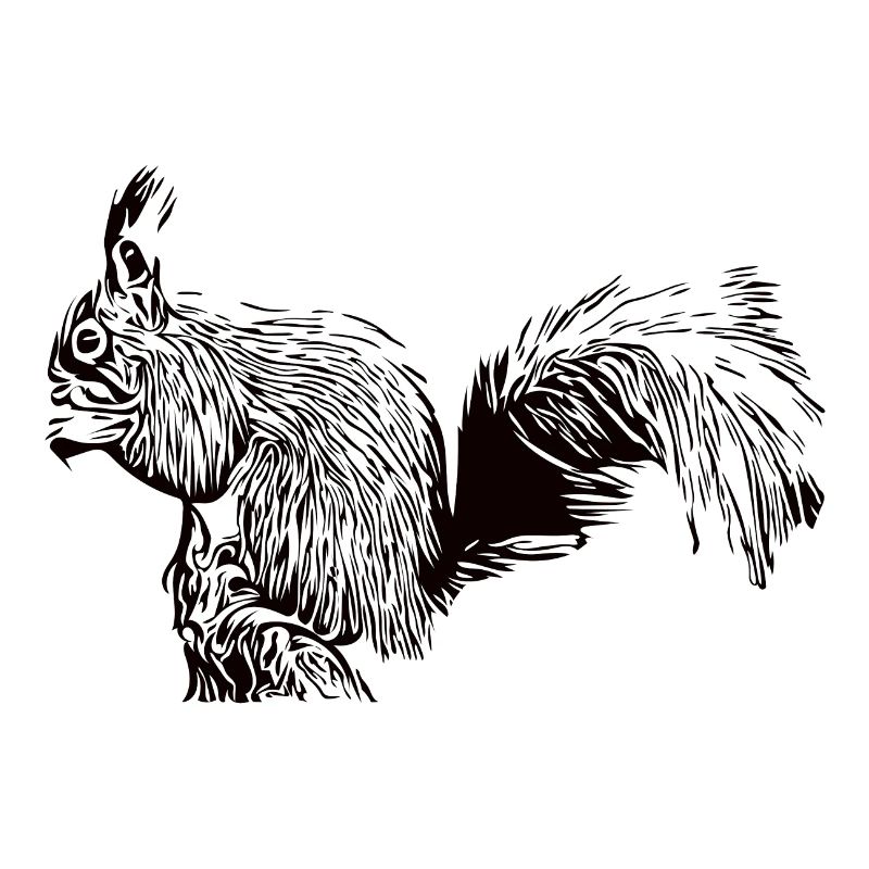 Drollful squirrel