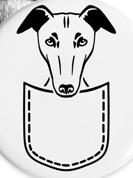 Whippet