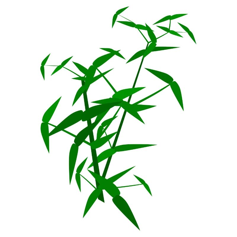 Bamboo