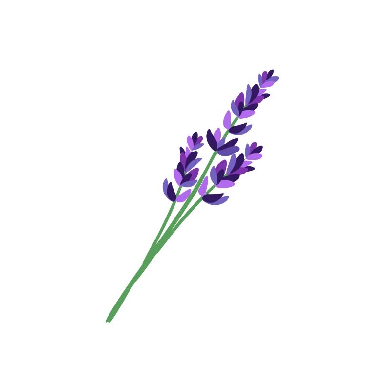Lavender 1