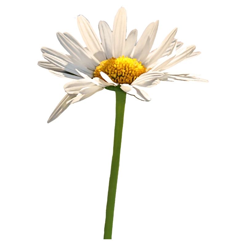 Blume