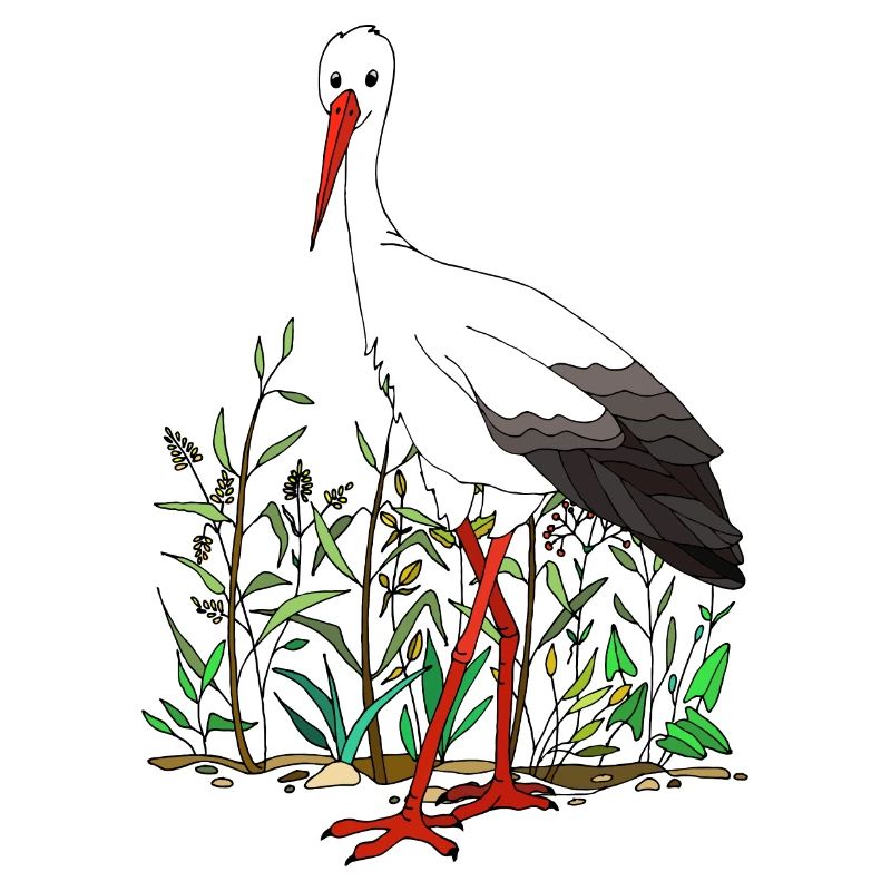 Stork
