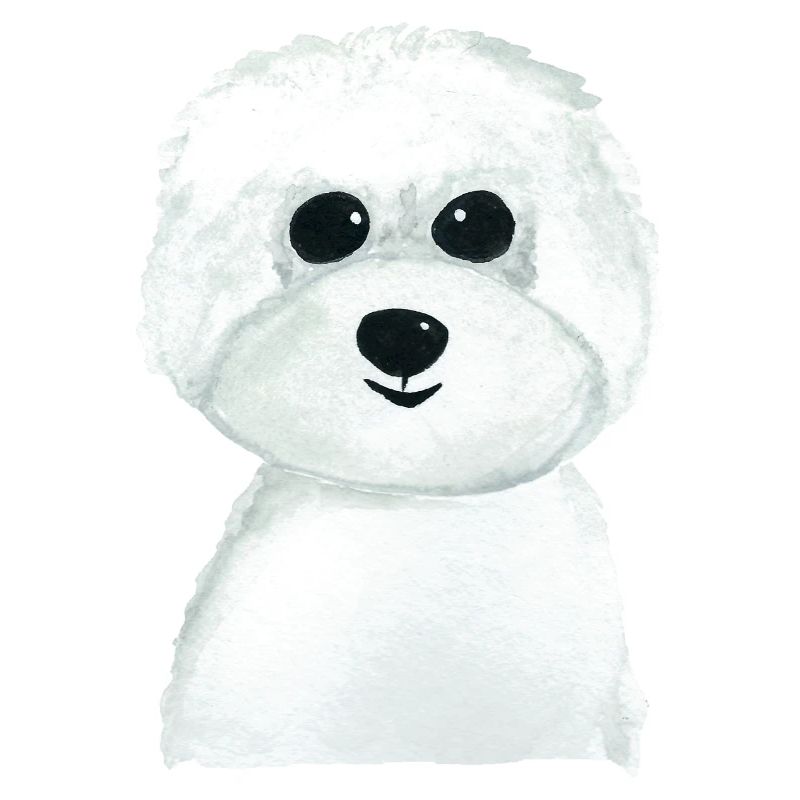 Bichon Pochen