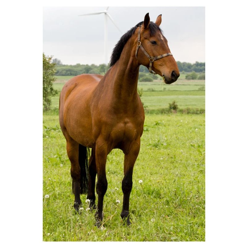 Cheval. Cheval.