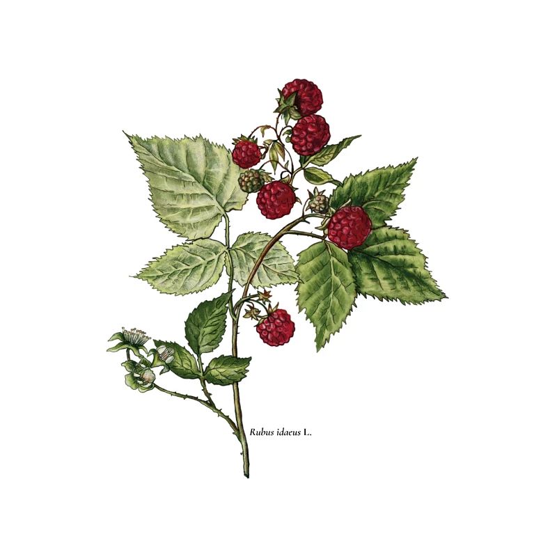 Raspberry