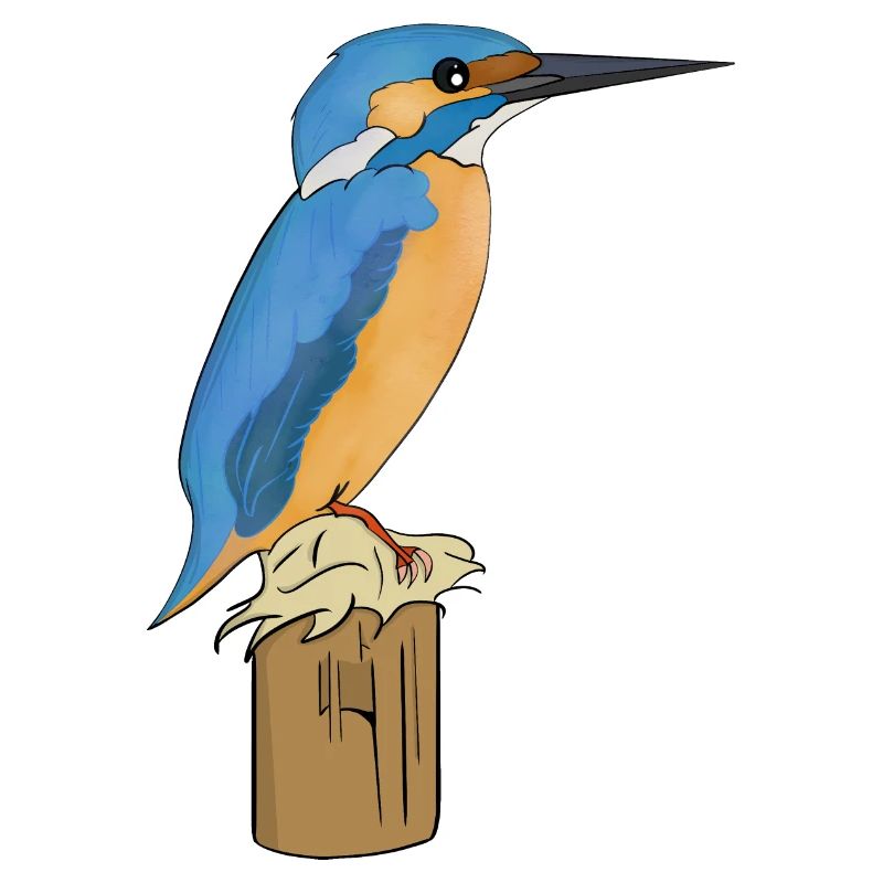 Kingfisher bird