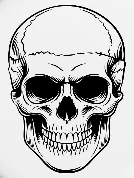 Skull