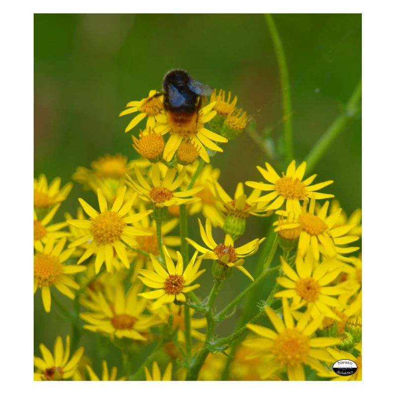 Bourdon de pierre n° 1, bombus lapidarius