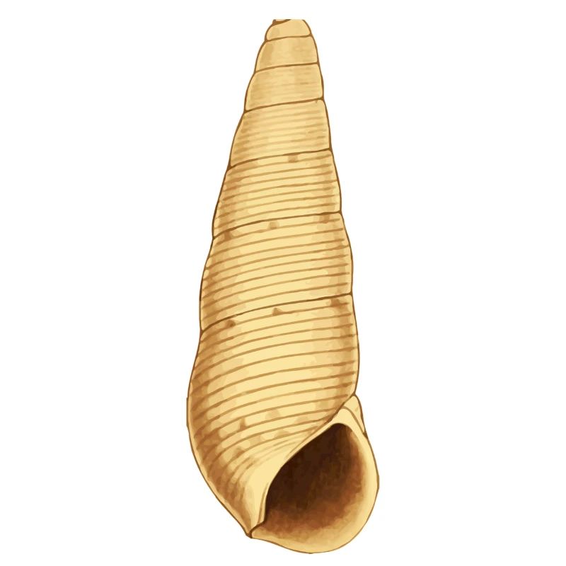 Shell Illustration
