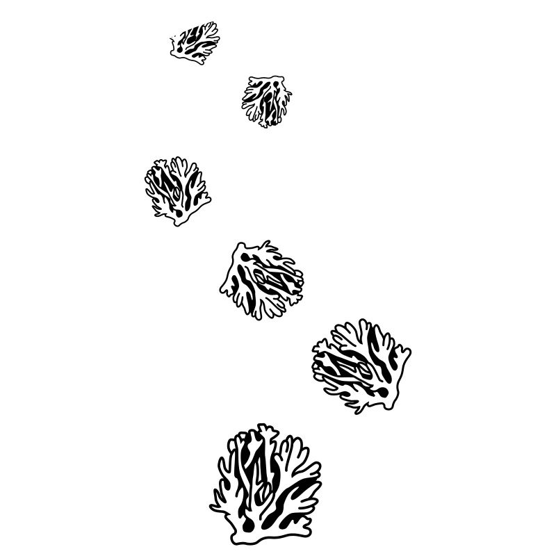 Océan de corail