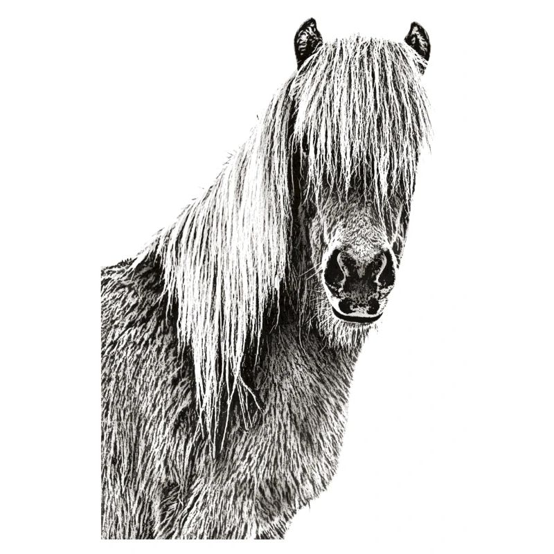 Chevaux cheval tête de cheval cavalier