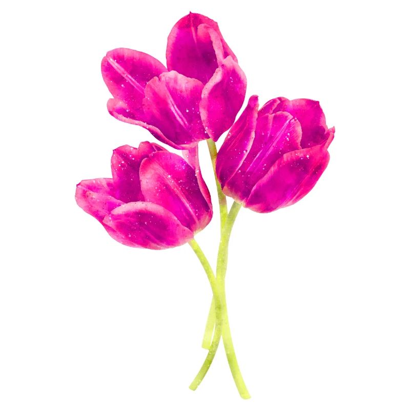 Watercolors Flowers Spring Spring Beginning Tulip