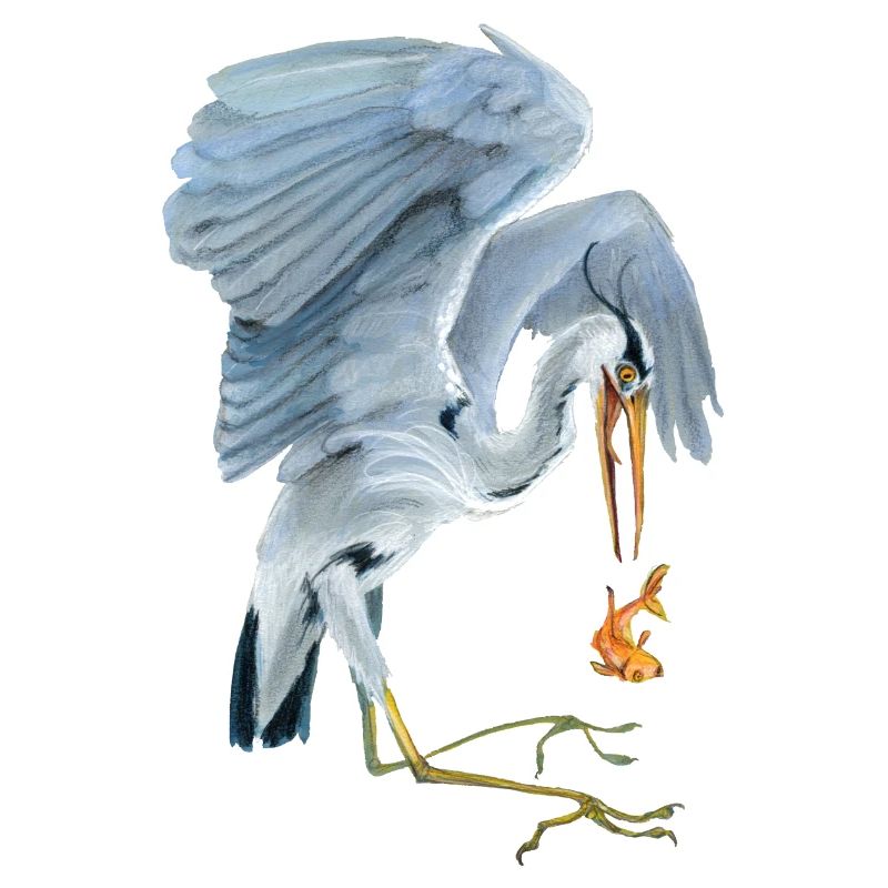 grey heron