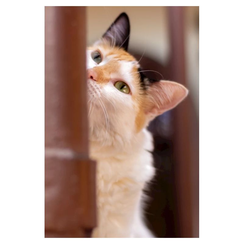 the cat