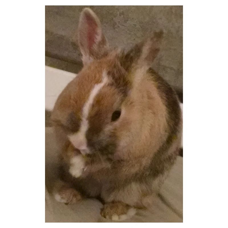 Lapin