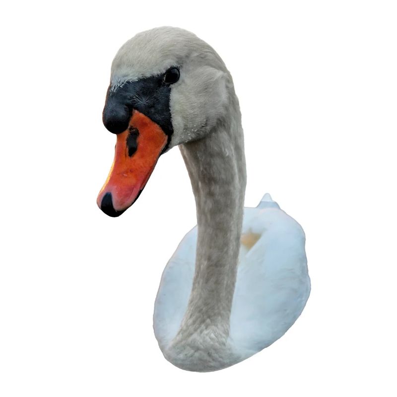 Starrender Schwan